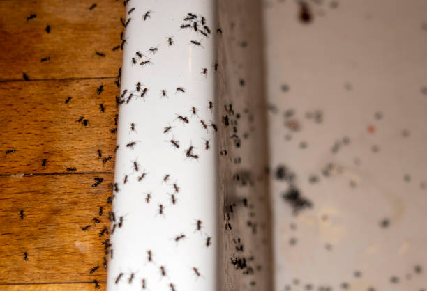 Best Termite Control Services  in Sayre, PA